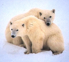 Eisb&auml;r